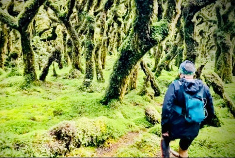 A runner walking a mossy trail through goblin forest, twisted moss-hung trunks either side.